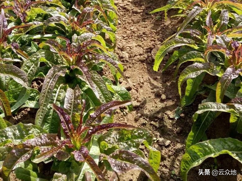 莴笋控旺什么药效果好,莴笋控旺用多效唑行吗