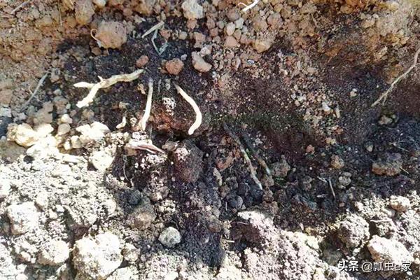 柑橘黄化病，仅靠这一招，只用十天时间可以轻轻松松解决