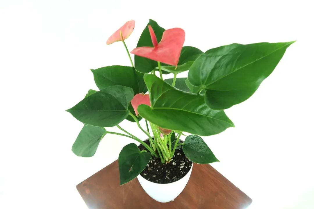 红掌开始黄叶怎样保护,红掌养久了不长