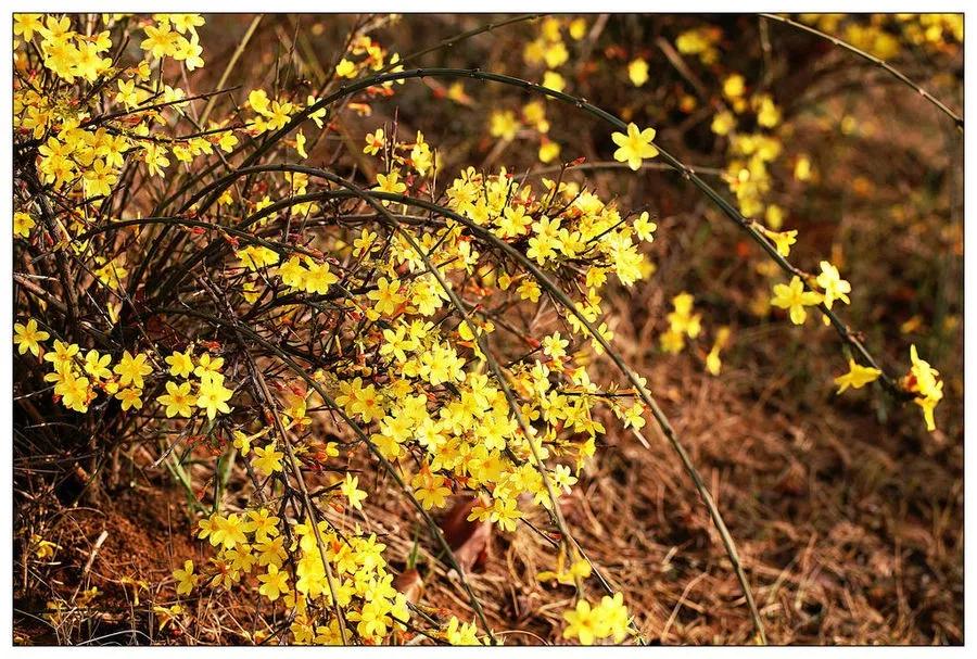 疫情期间农场经营的建议,疫情下农场经营