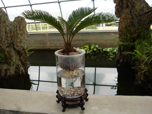 适合办公室的水培花卉植物,适合办公室水培植物有哪些