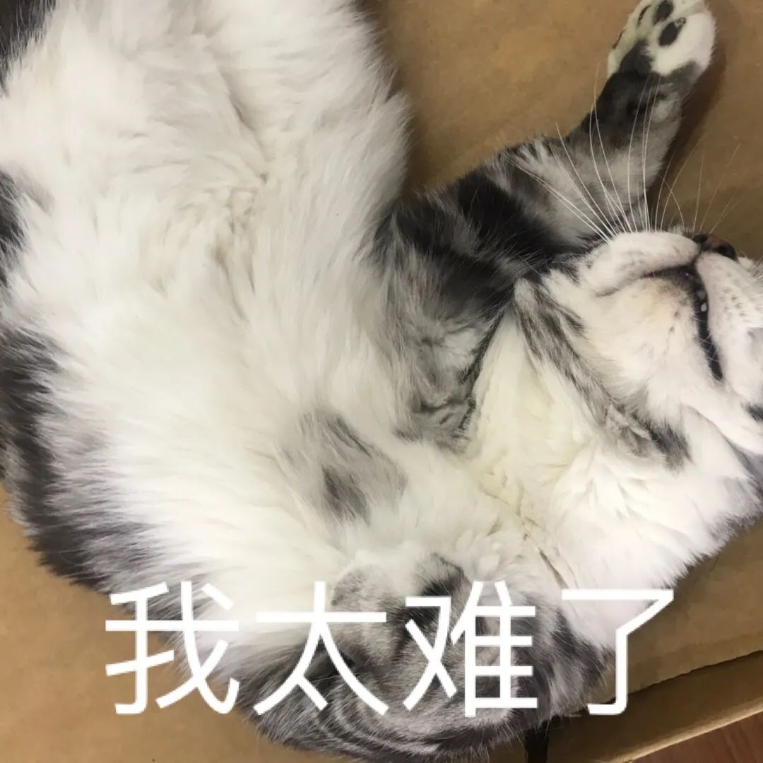 猫咪臭粑粑的解决方法,猫咪窝的屎很臭该怎么办