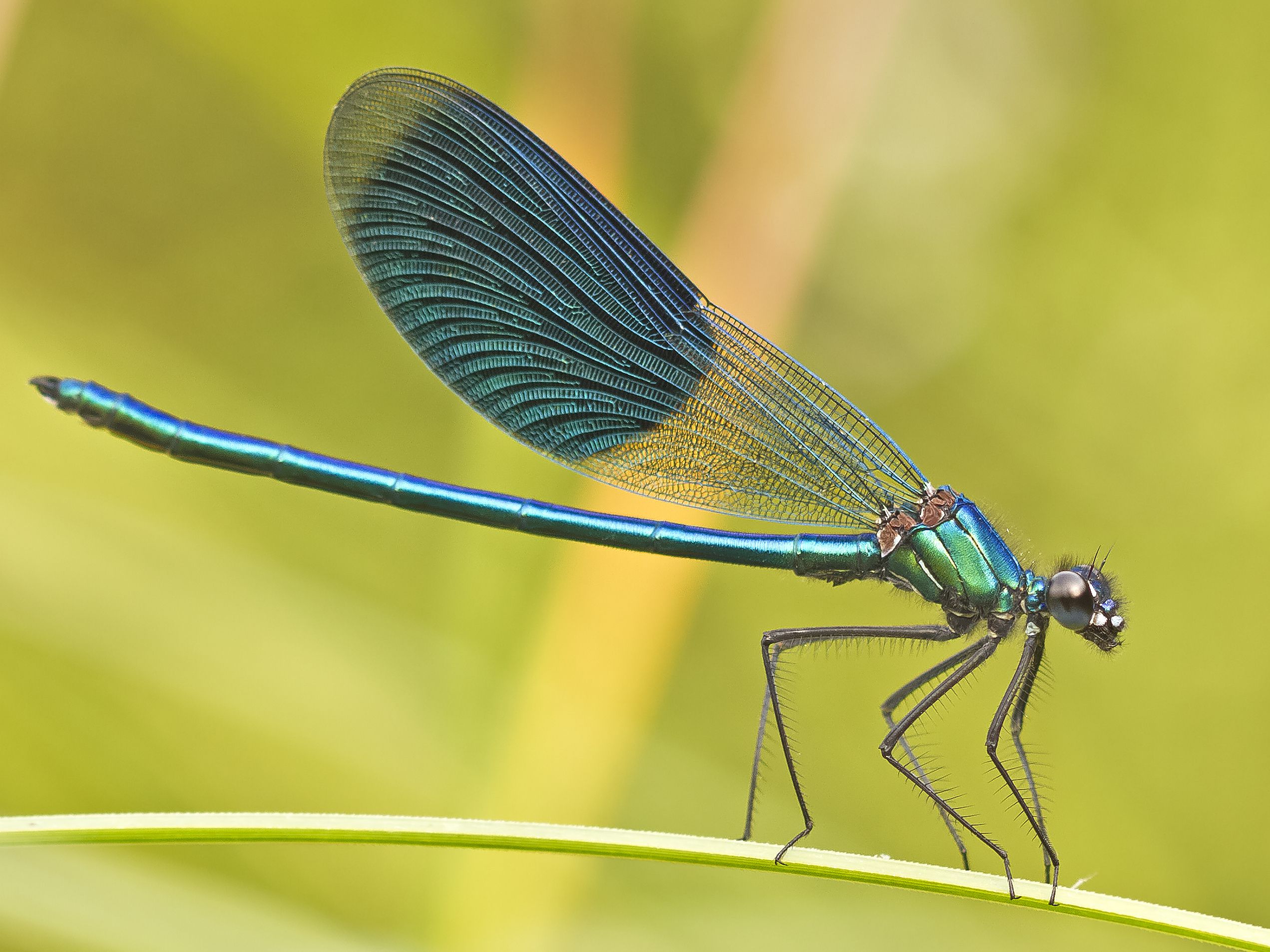蜻蜓是完全变态发育的昆虫吗,蜻蜓为什么是不完全变态的昆虫