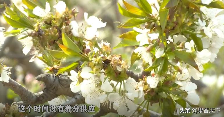 大樱桃发黄落果,大樱桃落果严重是怎么回事