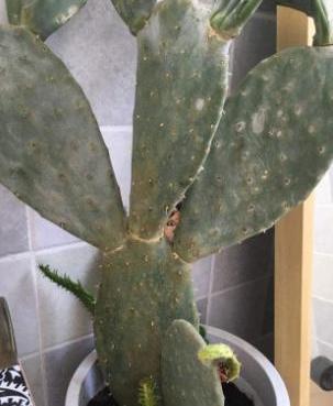 仙人掌长了黑斑怎么办,仙人掌起红斑点怎么治