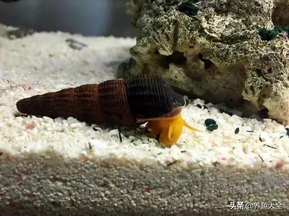 养鱼大神都养什么鱼,鱼缸养鱼都有哪些鱼