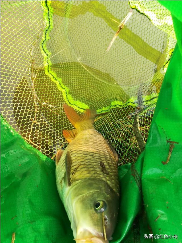 鲤鱼草鱼罗非鱼饵料配方,鲤鱼罗非鱼通杀饵料搭配