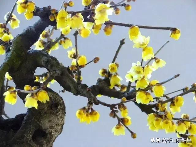 2024年鄢陵腊梅梅花文化节地址,第二年鄢陵花博园腊梅展