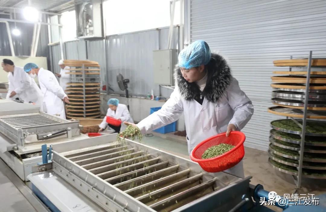侗乡赶制早春茶,春茶上市喝真茶还是套路