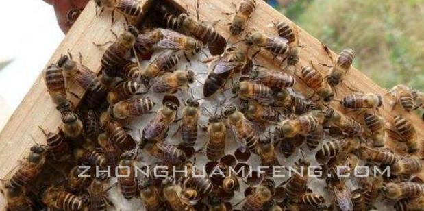 合理补脾,合理增肌同时减脂