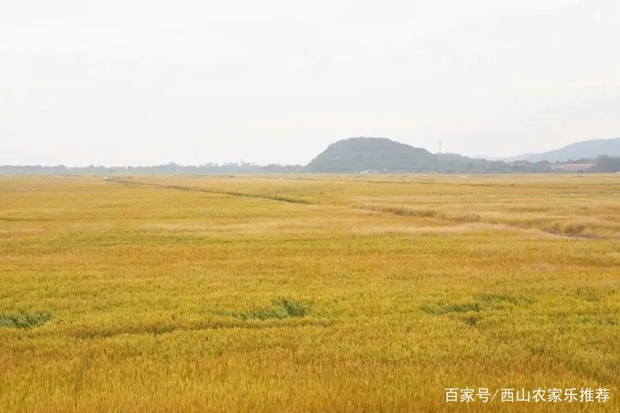 苏州西山网红打卡地樱花,苏州西山风景区有什么好玩的地方