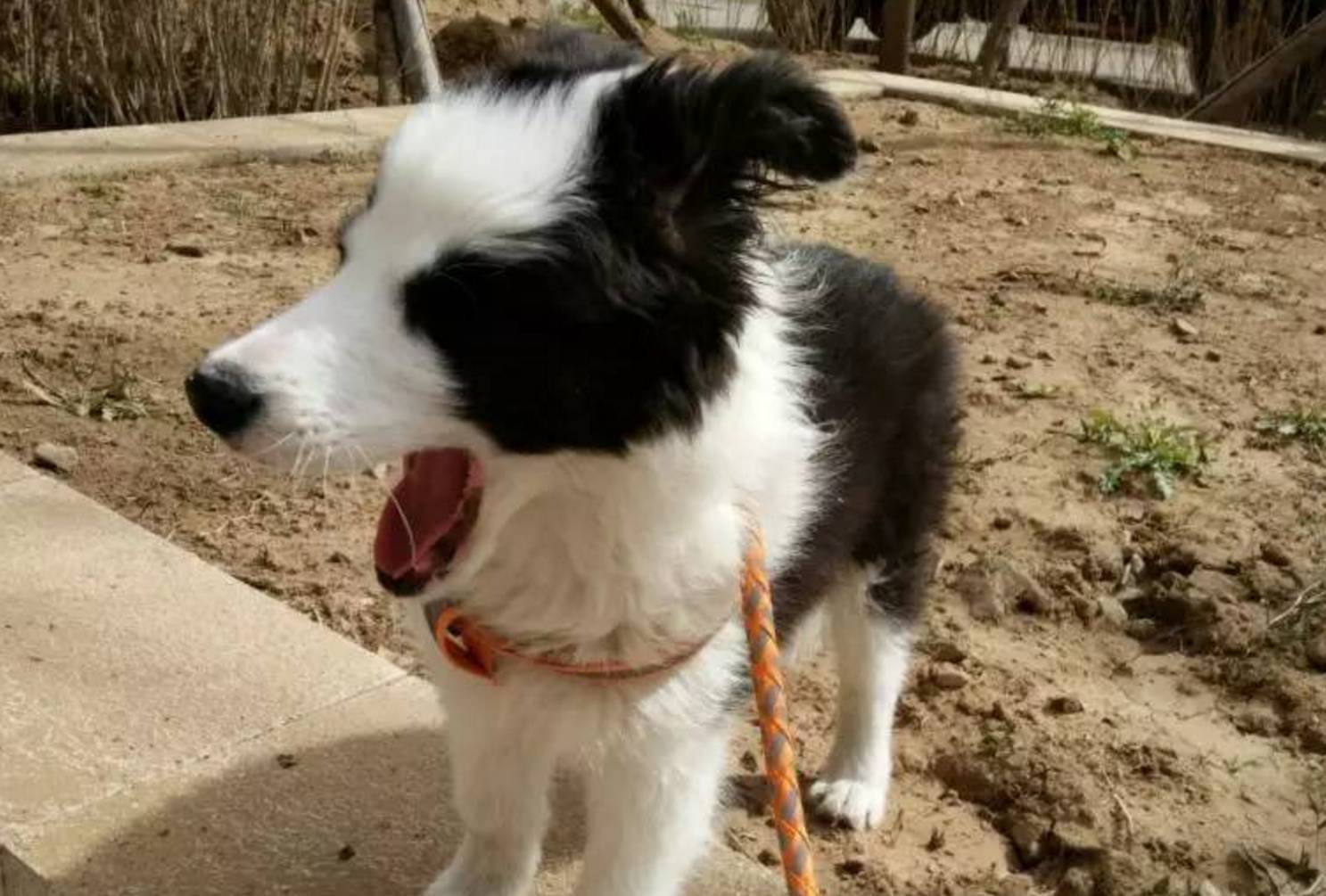 边牧属于禁养犬吗,边牧为啥不是禁养犬