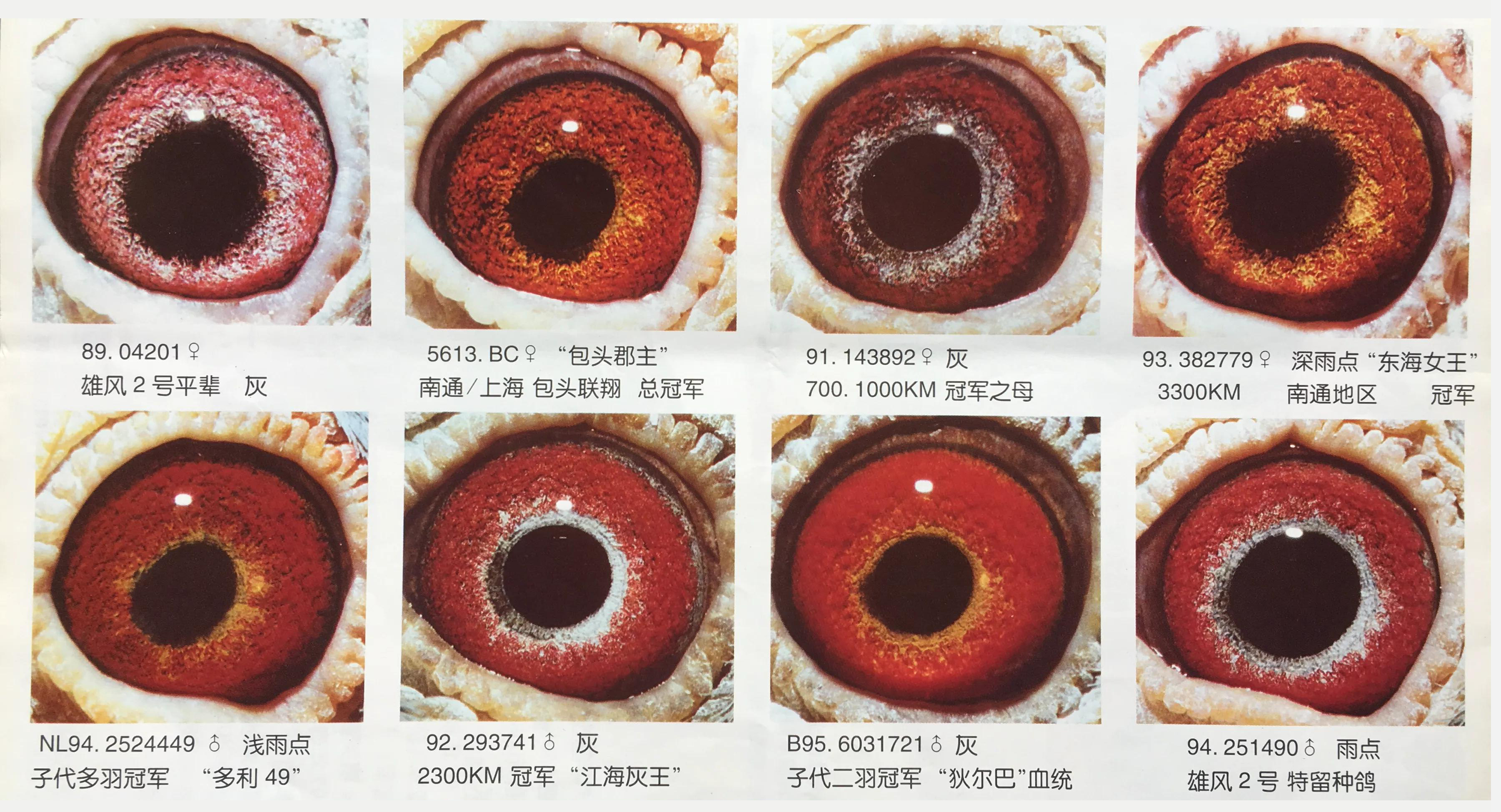 种鸽配对方法及注意事项,各种优秀种鸽的配对图