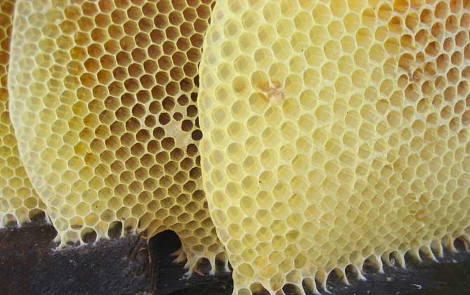 蜜蜂病害与敌害防治大全