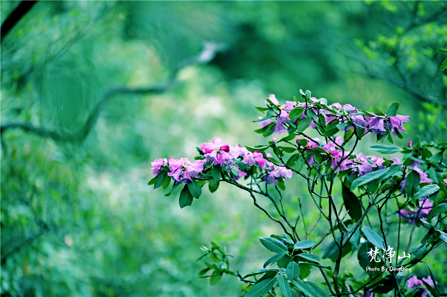 神奇的梵净山真正的天空之镜,梵净山金顶旅行真实感受