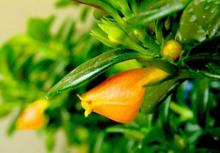 金鱼吊兰花苞期可以用磷酸二氢钾,金鱼吊兰怎么养才能长得快又茂盛