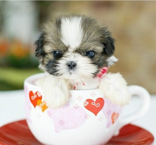 女人笑话100个,妇女们的笑话