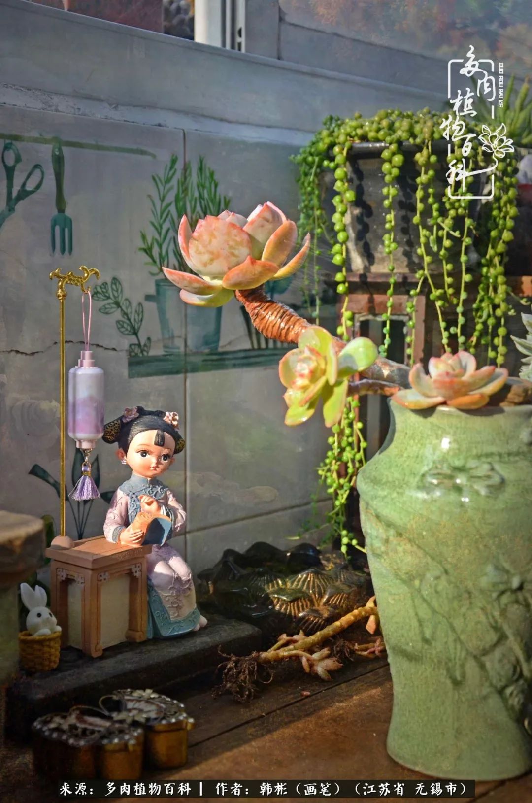 听音乐赏多肉,听音乐赏花赏美景