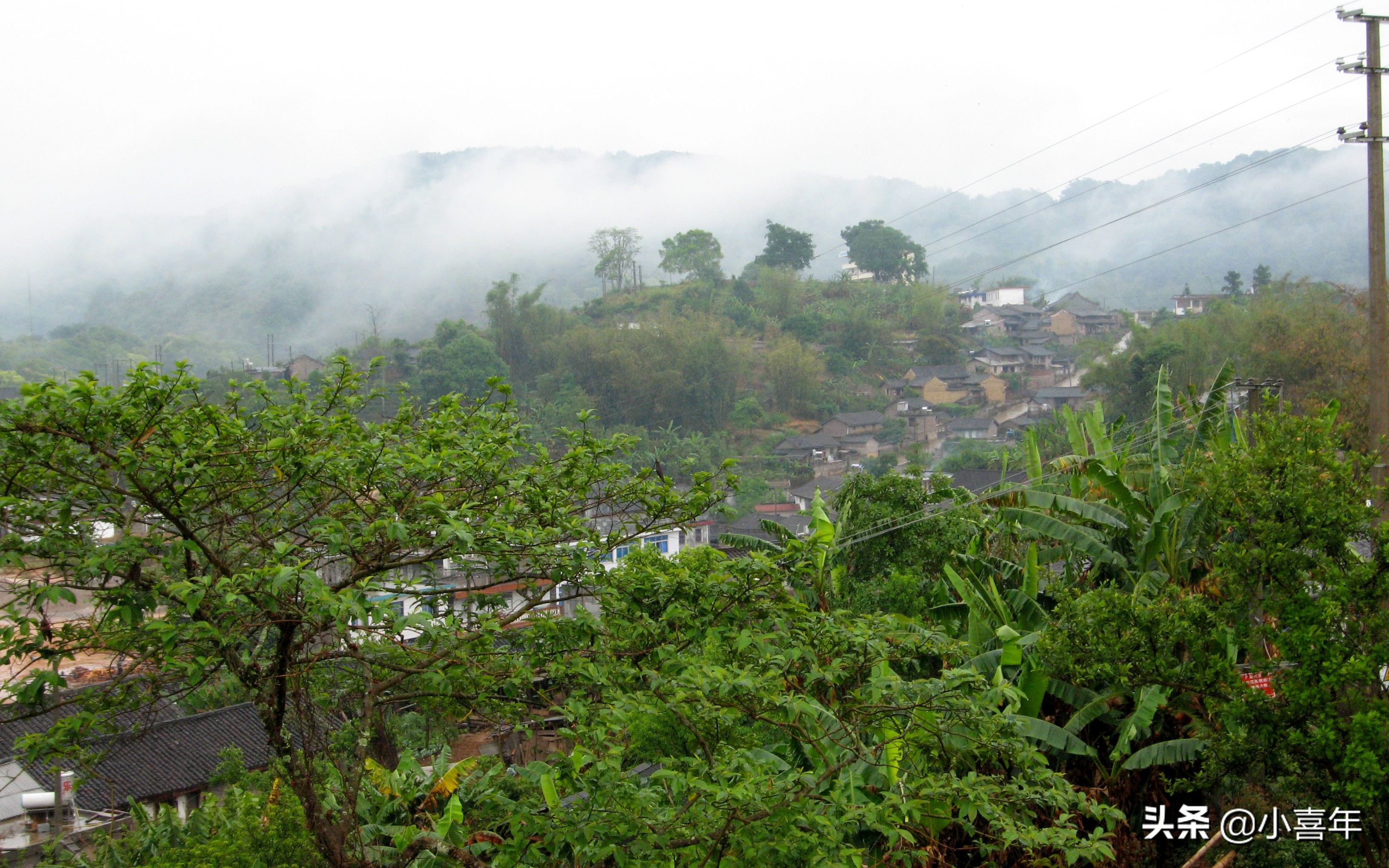 茶科普知识,茶科普视频开头