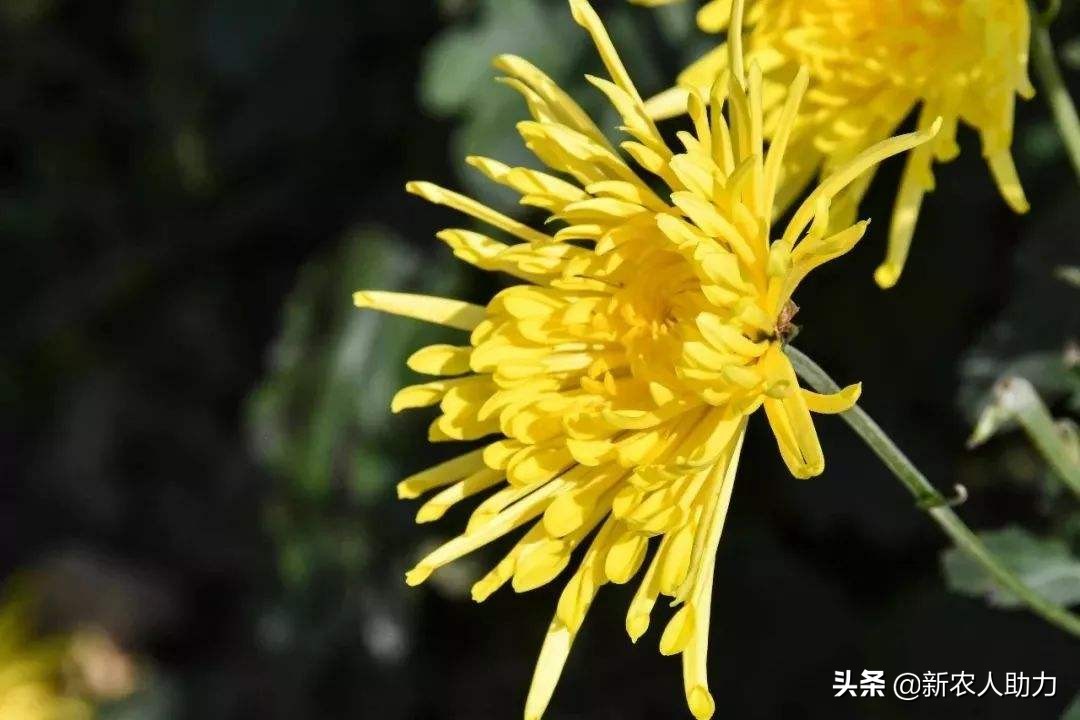 菊花叶片枯落咋回事？叶片枯落怎么办？看老农手把手教你