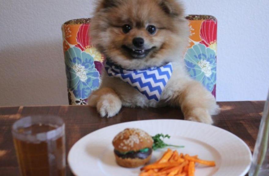 博美犬怎么养才爆毛,博美犬该怎么养毛更好