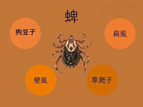 怎么预防在景区被毒虫叮咬,出游当心蜱虫叮咬