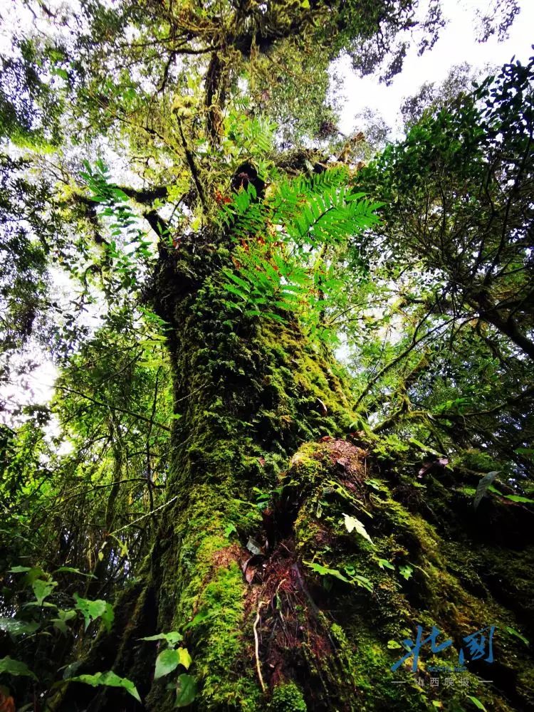 哇哦！太原直飞腾冲，3小时穿越冬春！