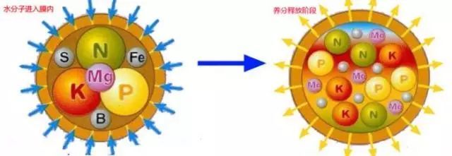 控释肥的施用方法,控释肥的最佳配方