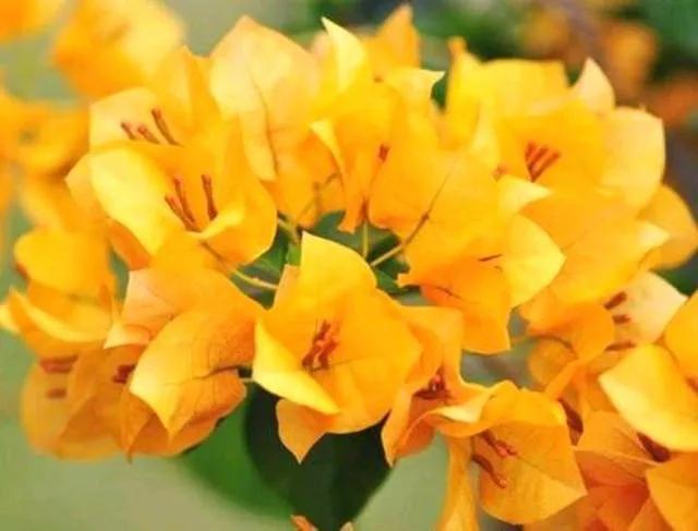 今年三角梅最火的品种,三角梅的品种图片及名称