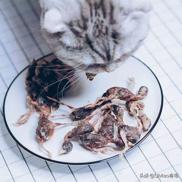 李佳琦叫卖都不管用！双十一猫咪用品这些坑得避