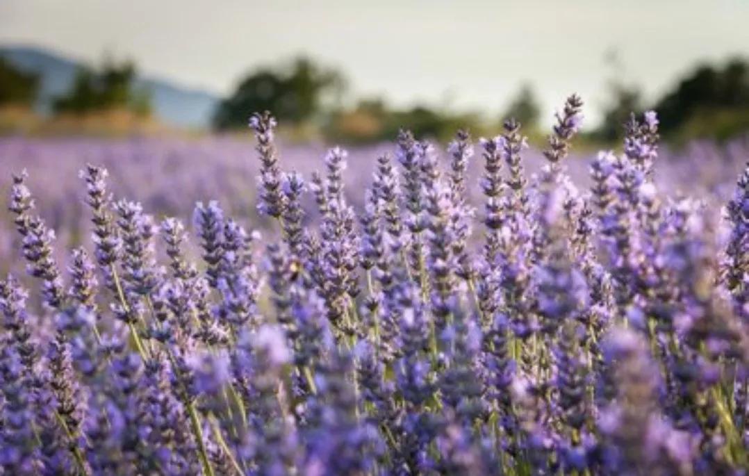 法国不止于浪漫,法国高傲又浪漫
