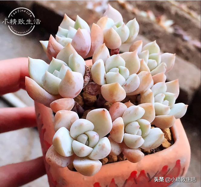 养多肉都走过哪些弯路,新手养多肉避坑指南