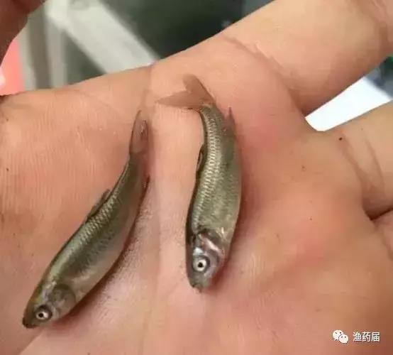 淡水白鳗病怎么治,鱼苗白嘴病的治疗