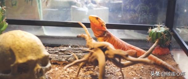 鬃狮蜥适合新手吗,入门级鬃狮蜥