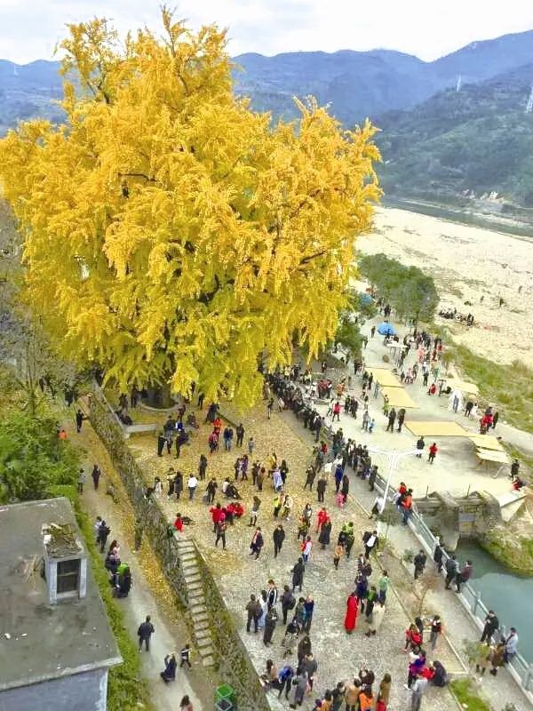 温州秋冬的银杏树确实美,温州最原生态银杏