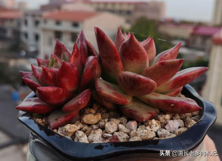 多肉叶片上有疤,多肉叶片有疤是怎么回事