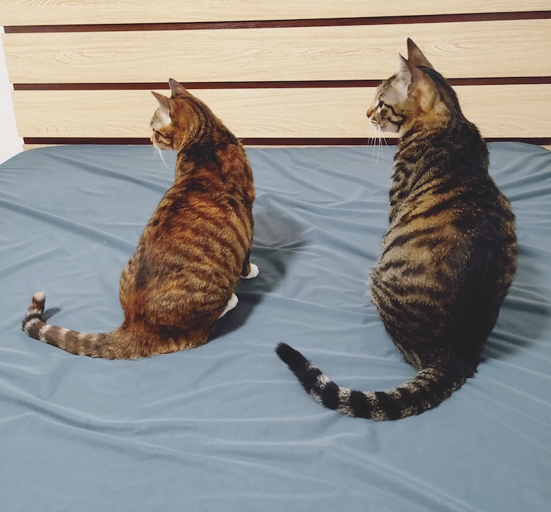 养了一对猫兄妹怎么办,养兄妹猫好不好