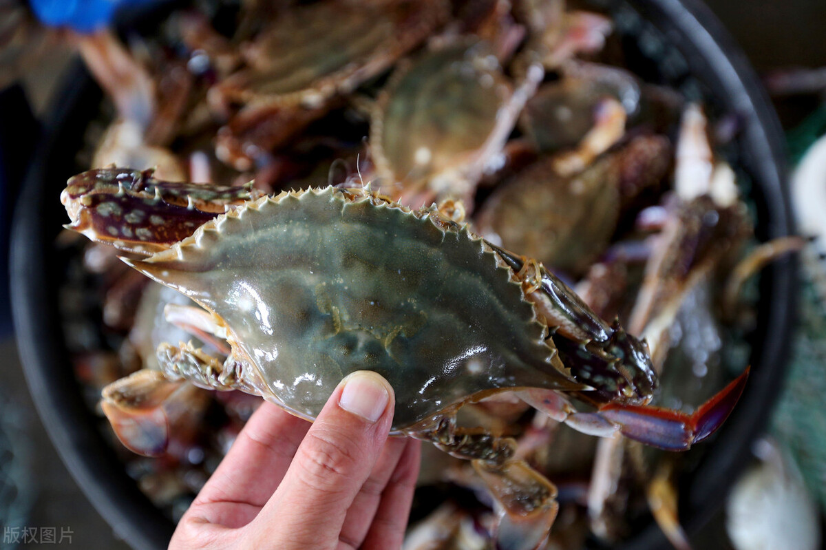 现在梭子蟹怎么挑选,梭子蟹怎么挑选才好