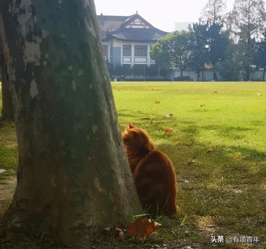 北大猫咪图鉴,中国人民大学猫咪图鉴