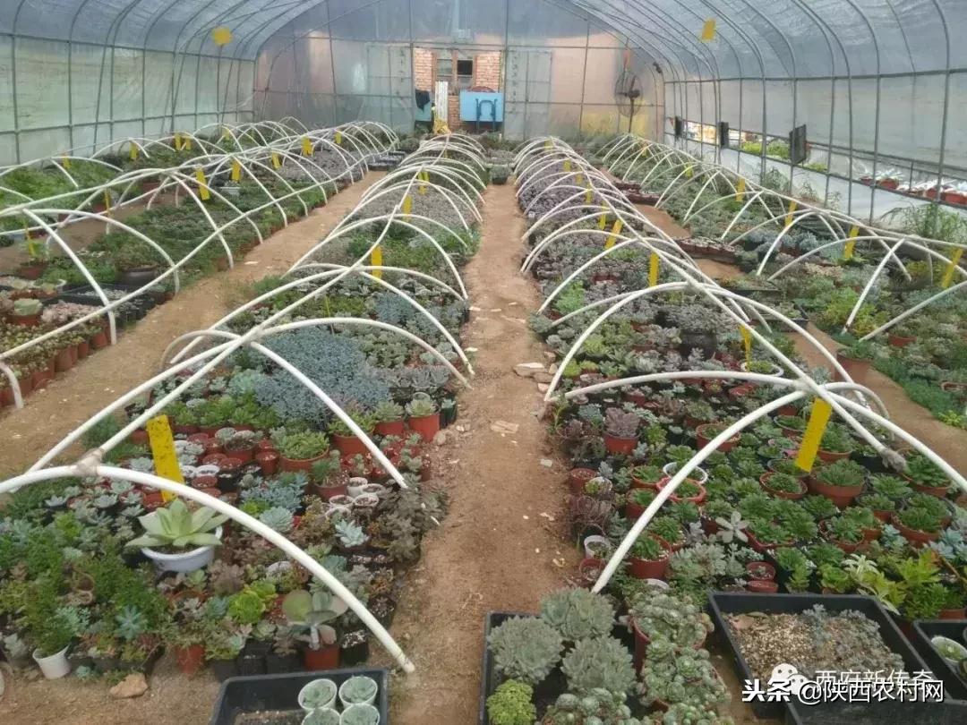 “老吴寻访西府奇人”：一片绿叶创大业