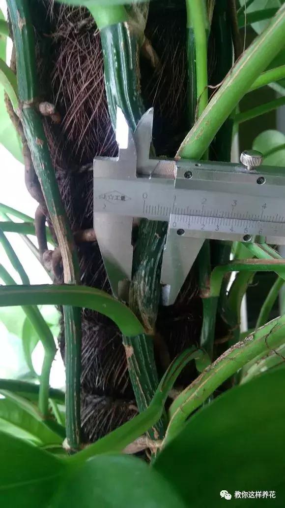 绿萝可以用枝条水养,怎么用水养绿萝绿萝才长得快