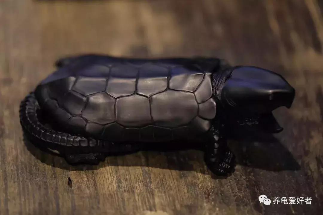 龟龟不吃东西，是不是常常困扰着你？