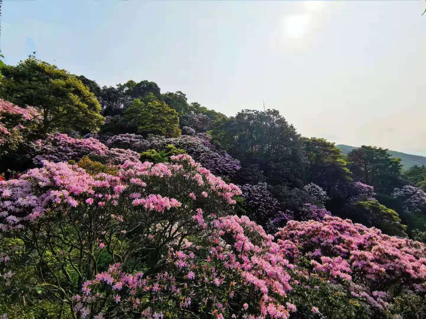 深圳短途自驾游推荐,深圳自驾游出游好去处推荐
