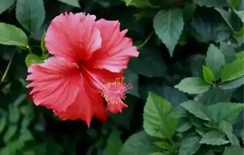 以桂花为市花的城市有哪些,中国每个城市的市花是什么