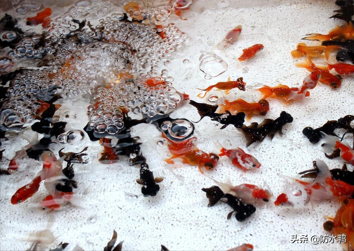 鱼池防水方法和注意事项,鱼池防水丙纶布好还是防水涂料好