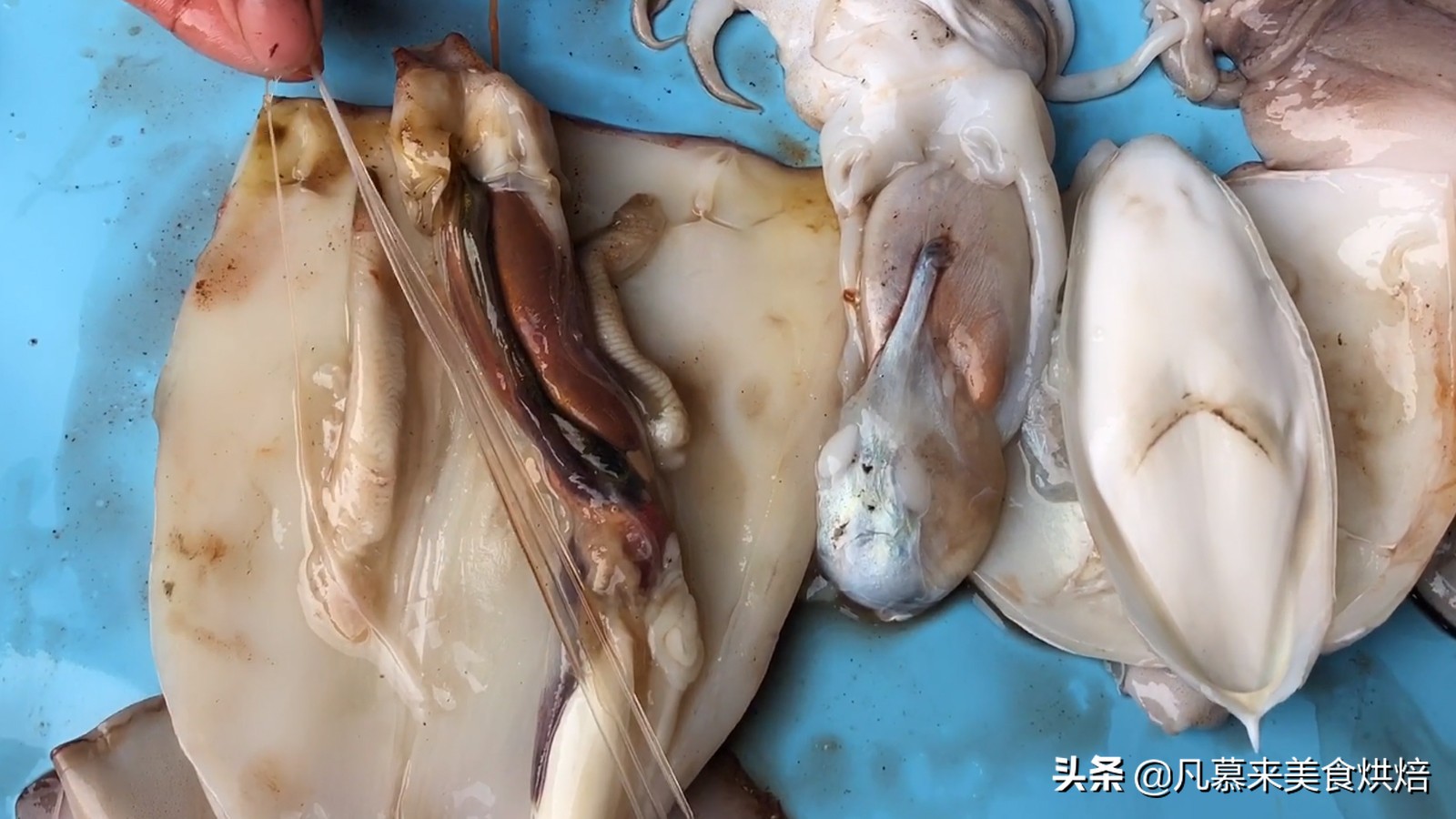 海兔八爪鱼墨鱼鱿鱼的区别,鱿鱼海兔八爪鱼三者之间区别