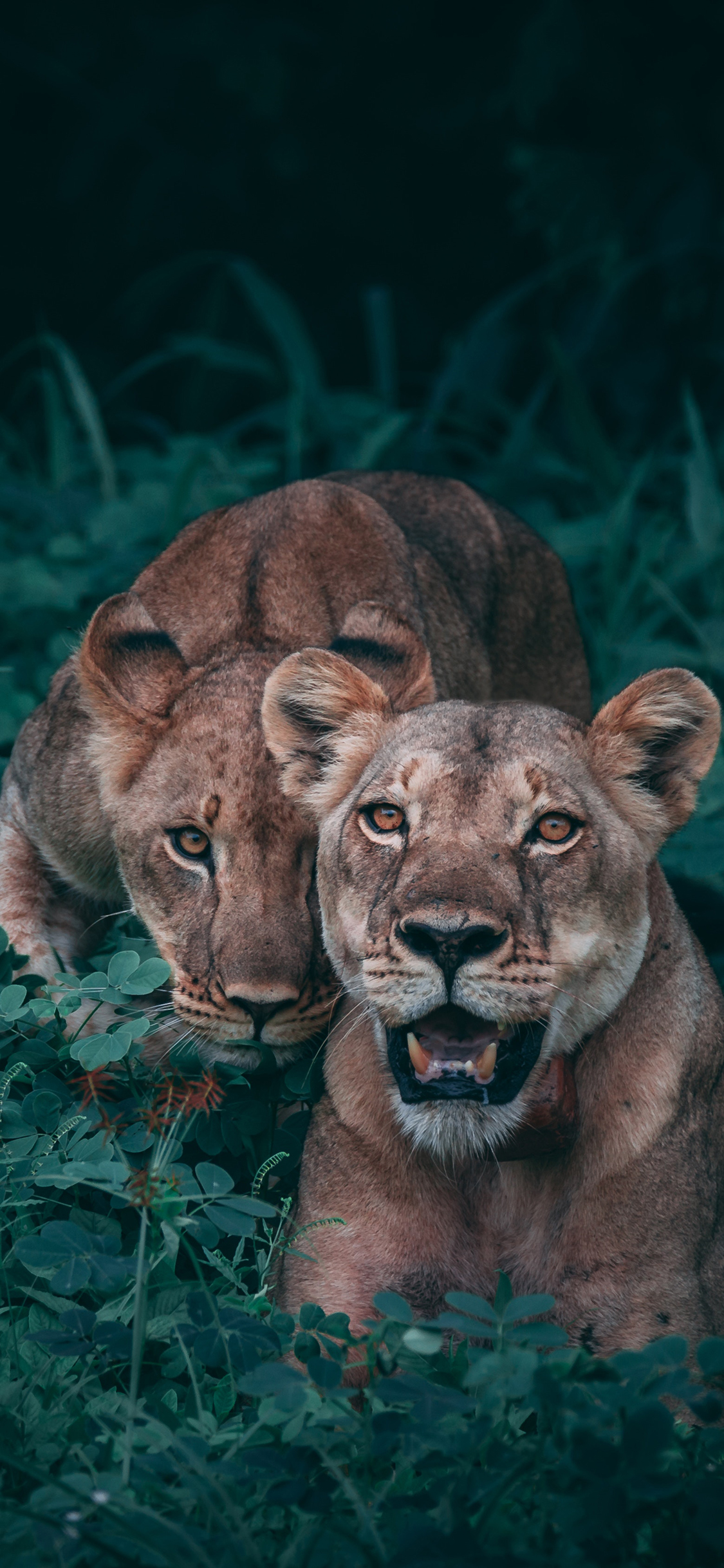 超级手机壁纸,超凶狮子壁纸