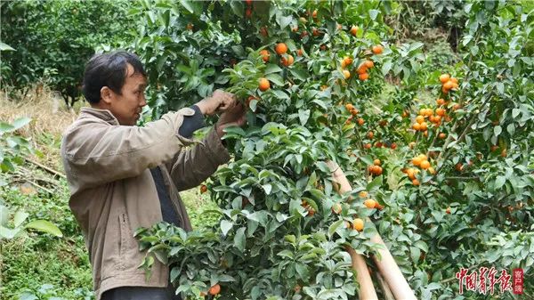 黄文秀的感人事迹简介,黄文秀走在扶贫道路上