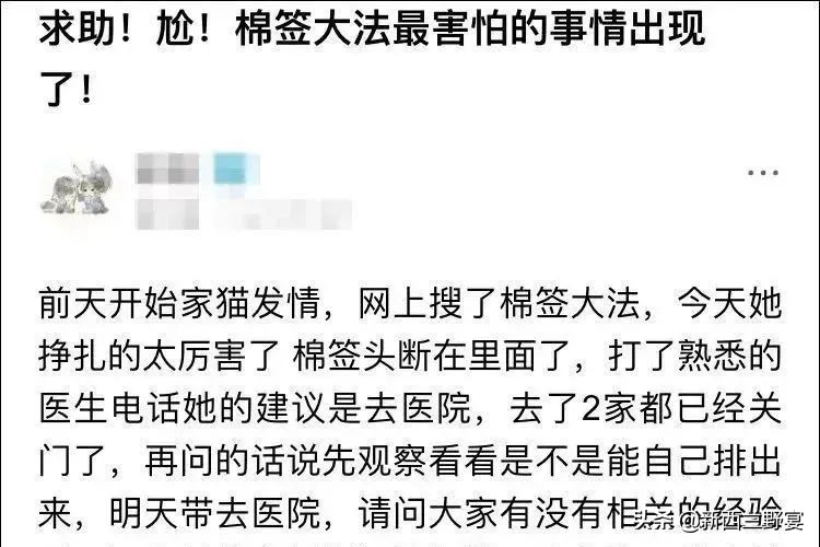 新手养猫解读猫咪8种迷惑行为,养猫一定要牢记七不要对猫咪有益