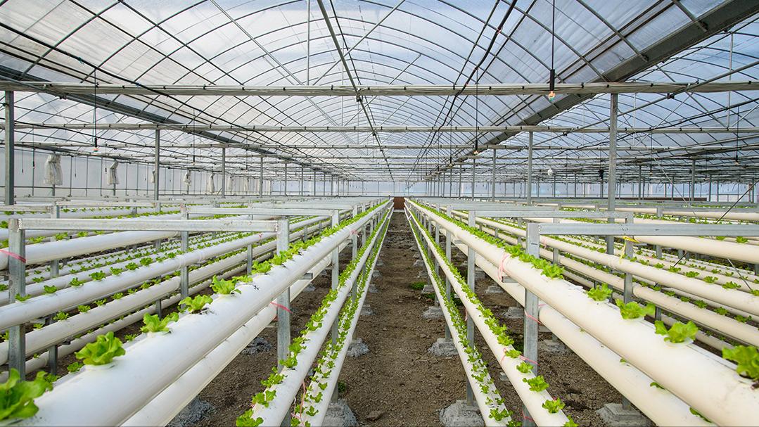 寒潮来袭防寒抗冻严阵以待,寒潮再度来袭打响防寒保暖持久战